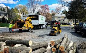 How Our Tree Care Process Works  in  Manheim, PA
