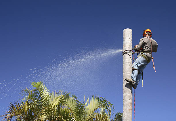 Pest Control for Lawns in Manheim, PA