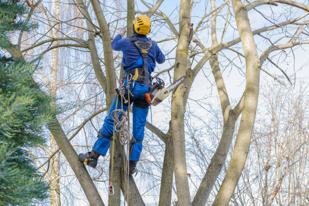 Lawn Watering Services in Manheim, PA
