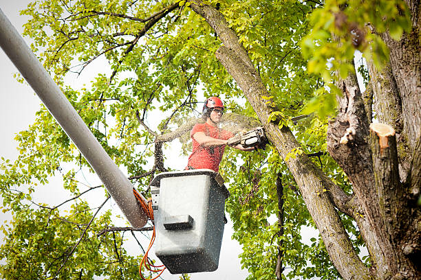 Best Aeration Services  in Manheim, PA