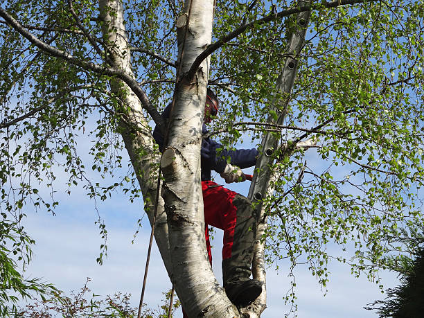 Best Tree Health Inspection  in Manheim, PA