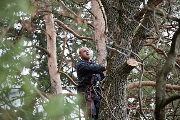 Reliable Manheim, PA Tree Care Solutions